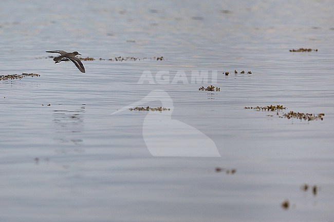 Spotted Sandpipier - Drosseluferläufer - Actitis macularius, Germany (Schleswig-Holstein), adult, breeding plumage stock-image by Agami/Ralph Martin,