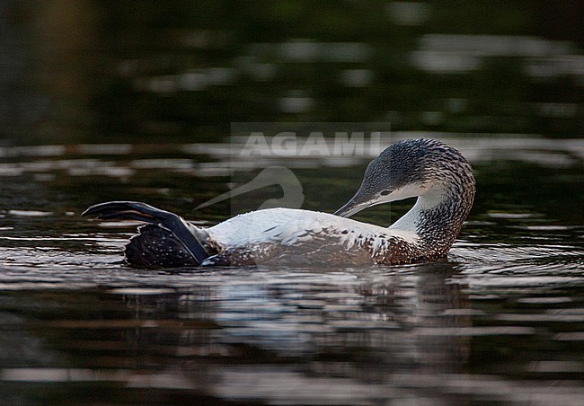 Wintering sick Red-throated Diver (Gavia stellata) inland at Rijnsburg in the Netherlands. In poor condition. stock-image by Agami/Marc Guyt,