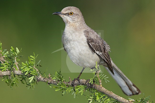 Volwassen Spotlijster, Adult Northern Mockingbird stock-image by Agami/Brian E Small,