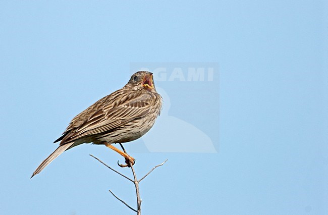 Zingende Grauwe Gors; Corn Bunting singing stock-image by Agami/Roy de Haas,