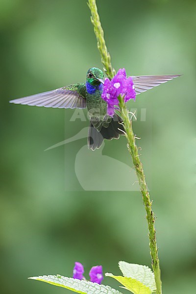 Blue-chested Hummingbird (Amazilia amabilis) flying while feeding at a flower in Panama. stock-image by Agami/Glenn Bartley,