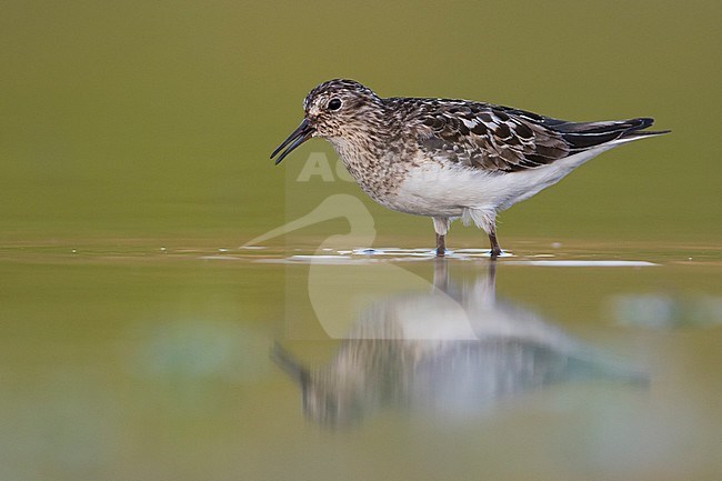 Temminck's Stint - Temminckstrandläufer - Calidris temminckii, Germany, breeding plumage stock-image by Agami/Ralph Martin,