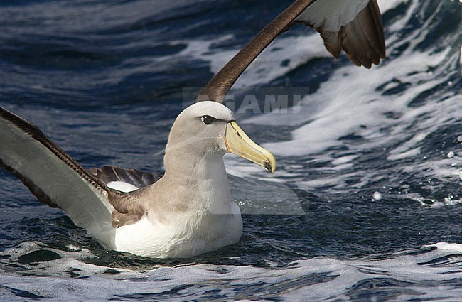Salvins Albatros; Salvin's Albatross stock-image by Agami/Jacob Garvelink,