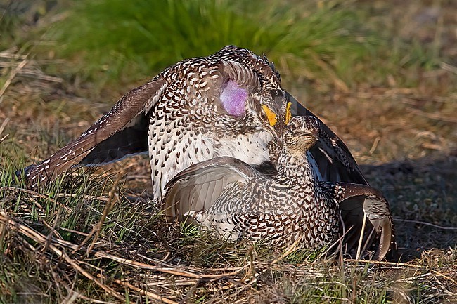 Mating pair of Sharp-tailed Grouse, Tympanuchus phasianellus jamesi at a lek stock-image by Agami/Nigel Voaden,