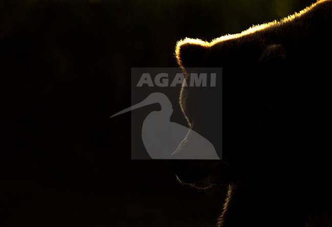 Adult Grizzly Bear (Ursus arctos) in North America with strong backlight. stock-image by Agami/Danny Green,