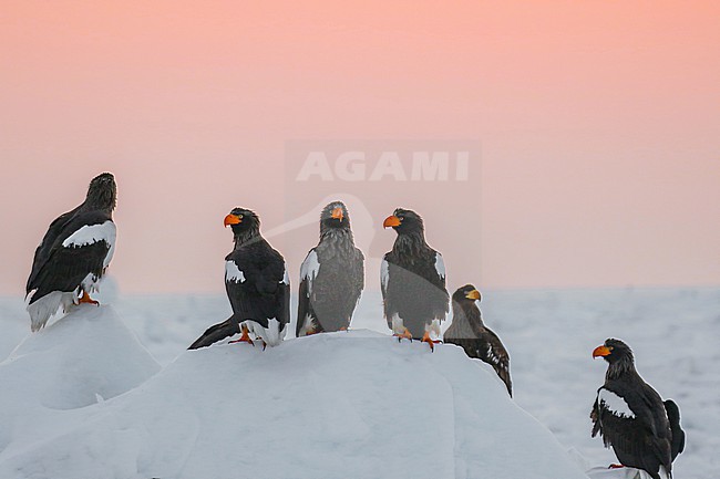 Steller's Sea Eagle, Haliaeetus pelagicus, wintering at Rauso, Hokkaido, Japan. Several eagles sitting together on the drift ice off the coast. stock-image by Agami/Pete Morris,