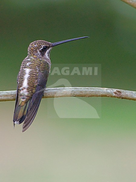Vonkkeelkolibrie zittend op takje, Plain-capped Starthroat perched on a branch stock-image by Agami/Alex Vargas,