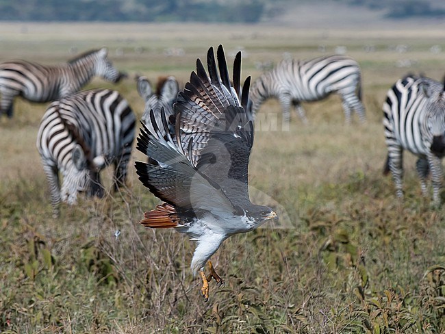 Close up side view of an Augur Buzzard, (Buteo augur) with zebras in the background. Tanzania stock-image by Agami/Markku Rantala,