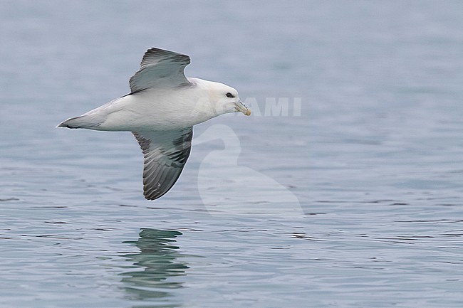 Northern Fulmar (Fulmarus glacialis auduboni), adult in flight stock-image by Agami/Saverio Gatto,