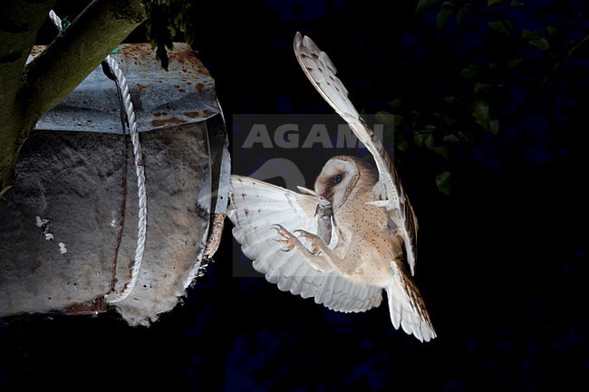 Kerkuil met prooi, Barn Owl with prey stock-image by Agami/Theo Douma,