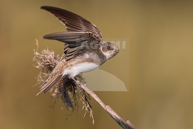 Sand Martin, Riparia riparia, in Italy. stock-image by Agami/Daniele Occhiato,