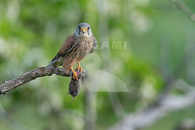 Common Kestrel (Falco tinnunculus) presenting a pray. stock-image by Agami/Marcel Burkhardt,