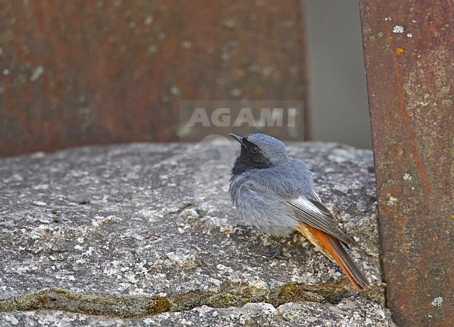 Black Redstart  male perched; Zwarte Roodstaart man zittend stock-image by Agami/Markus Varesvuo,