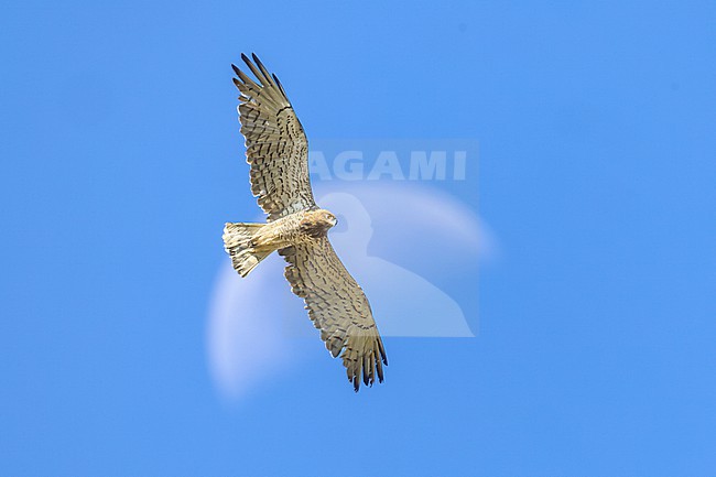 Short-toed Snake Eagle, Circaetus gallicus, in flight. With moon in the background. stock-image by Agami/Daniele Occhiato,