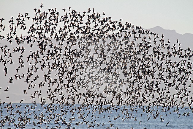 Flock of Wrybills (Anarhynchus frontalis) at Miranda, North Island, New Zealand stock-image by Agami/Pete Morris,