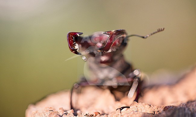 Stag Beetle (Lucanus cervus) in woodland in the Netherlands. stock-image by Agami/Theo Douma,