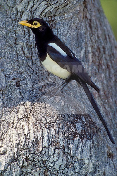 Adult Yellow-billed Magpie, Pica nuttalli
San Luis Obispo Co., CA
September 2001 stock-image by Agami/Brian E Small,