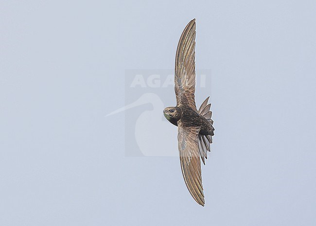 Common swift (Apus apus) in flight stock-image by Agami/Lennart Verheuvel,