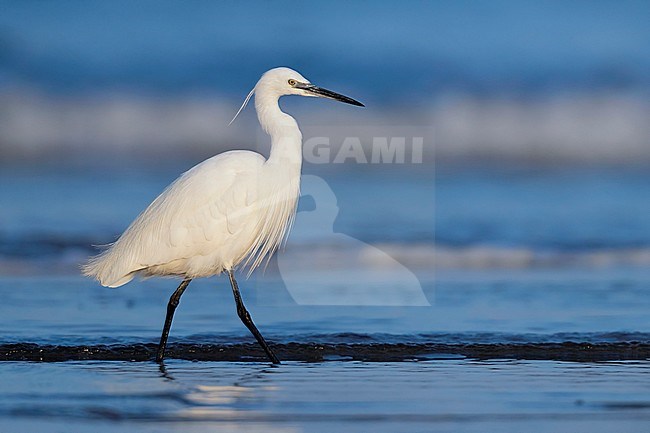 Little Egret (Egretta garzetta), side view of an adult standing on the shore stock-image by Agami/Saverio Gatto,