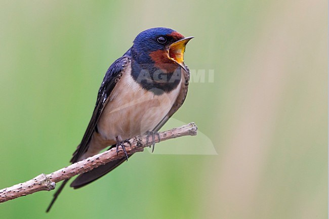 Rondine; Barn Swallow; Hirundo rustica stock-image by Agami/Daniele Occhiato,