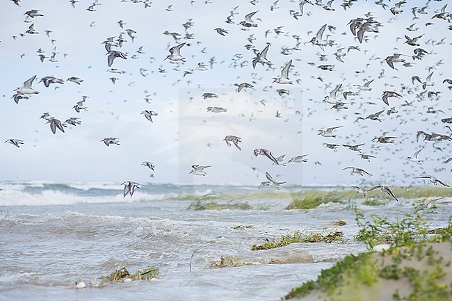 Sanderling - Sanderling - Calidris alba, Germany (Hamburg), at high-tide roost with Dunlin and Red Knot stock-image by Agami/Ralph Martin,