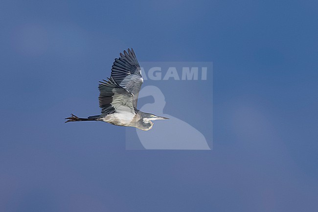 Immature Black-headed Heron (Ardea melanocephala) flying over Mindelo sewage ponds, Mindelo, Sao Vicente, Cape Verde. stock-image by Agami/Vincent Legrand,