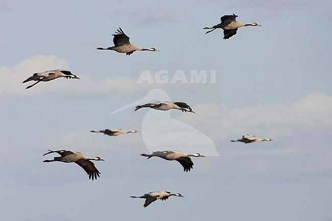 Kraanvogel groep vliegend; Common Crane group flying stock-image by Agami/Jari Peltomäki,