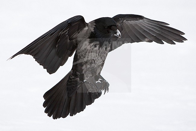 Hybrid Carrion x Hooded Crow in Germany. stock-image by Agami/Mathias Putze,