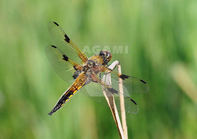  stock-image by Agami/Rob Riemer,