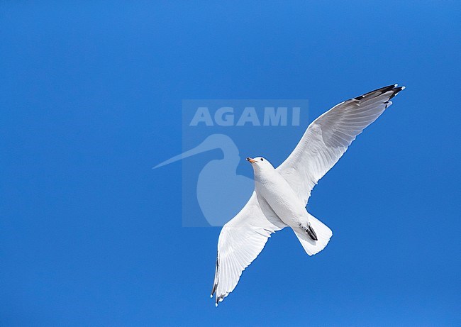 Adult Audouin's Gull (Ichthyaetus audouinii) at Calella in Spain during autumn. In flight, seen from below. Flying against a blue sky as a background. stock-image by Agami/Marc Guyt,