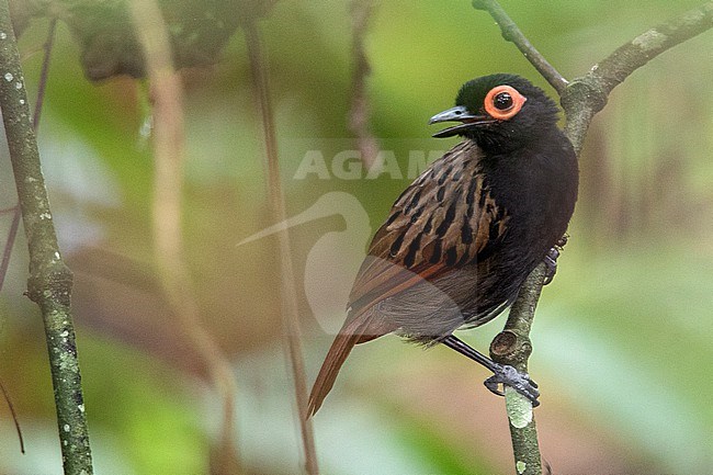 Black-spotted Bare-eye (Phlegopsis nigromaculata nigromaculata) at Puerto Nariño, Amazonas, Colombia. stock-image by Agami/Tom Friedel,