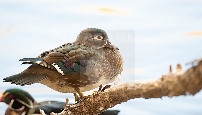 Female Wood Duck (Aix sponsa) in the United States. stock-image by Agami/Ian Davies,