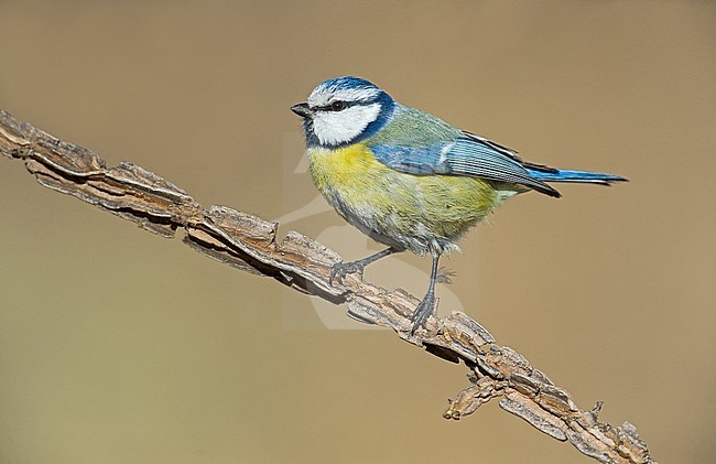 Pimpelmees, Blue Tit stock-image by Agami/Alain Ghignone,