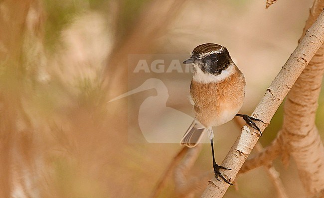The Canary Islands Stonechat lives only at two islands in the world: Fuerteventura and Lanzarote. The picture of this male is taken at Fuerteventura. stock-image by Agami/Eduard Sangster,
