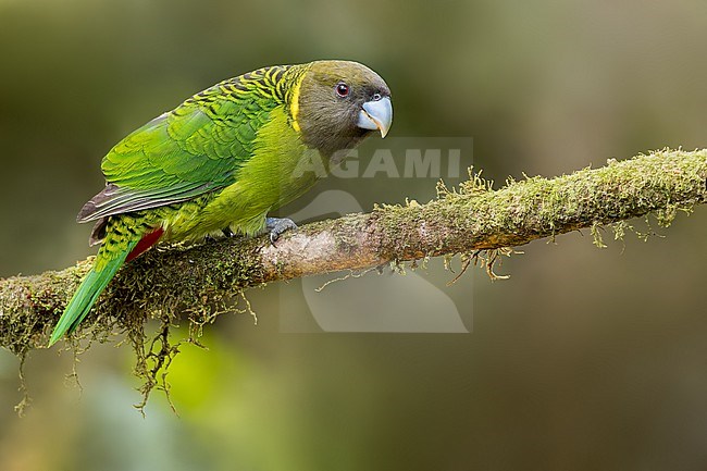 Brehm's Tiger-Parrot (Psittacella brehmii) Perched on a branch in Papua New Guinea stock-image by Agami/Dubi Shapiro,