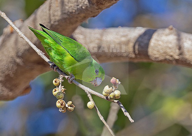 Mexican Parrotlet (Forpus cyanopygius) in Western Mexico. stock-image by Agami/Pete Morris,