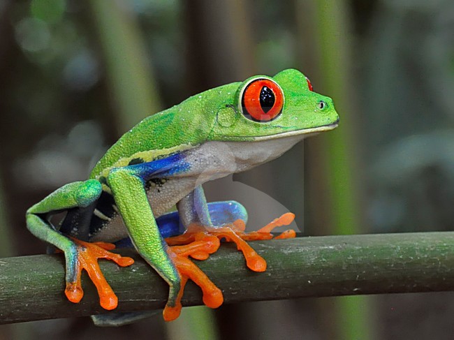 Roodoogmakikikker, Red-eyed Tree-Frog stock-image by Agami/Alex Vargas,