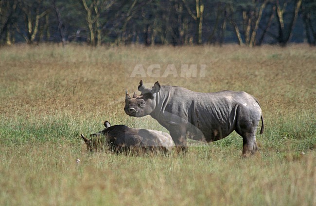 Zwarte Neushoorn; Black Rhinoceros stock-image by Agami/Marc Guyt,