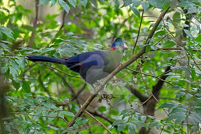 Rwenzori Turaco, Gallirex johnstoni, in Rwanda. stock-image by Agami/Dani Lopez-Velasco,