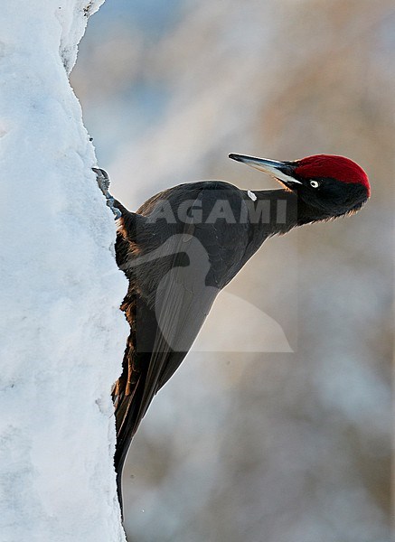 Male Black Woodpecker (Dryocopus martius) in Finland during winter. stock-image by Agami/Markus Varesvuo,