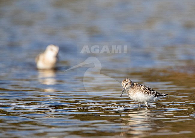Immature Semipalmated Sandpiper (Calidris pusilla) at Cabo da Praia Quarry, Terceira, Azores, Portugal. stock-image by Agami/Marc Guyt,