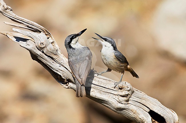 Paartje Rotsklevers op stronk; Pair of Western Rock Nuthatches on log stock-image by Agami/Marc Guyt,