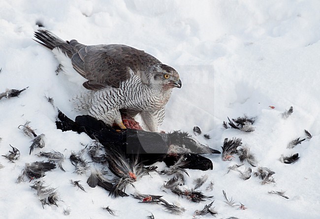 Havik met prooi in de sneeuw; Northern Goshawk with prey in snow stock-image by Agami/Markus Varesvuo,