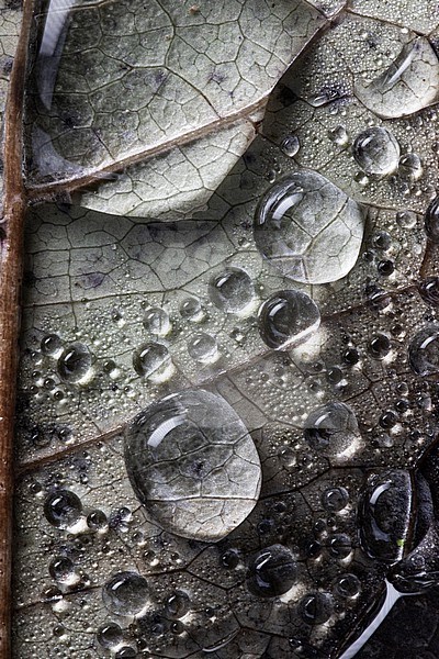 Dew drops on autumn leaf stock-image by Agami/Wil Leurs,