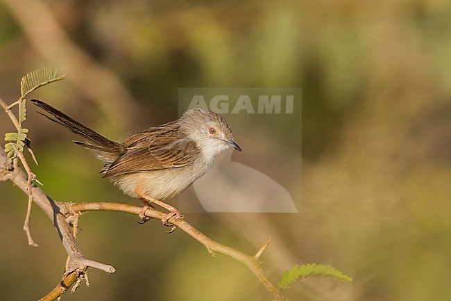 Graceful Prinia - Streifenprinie - Prinia gracilis ssp. yemenensis, southern Oman stock-image by Agami/Ralph Martin,