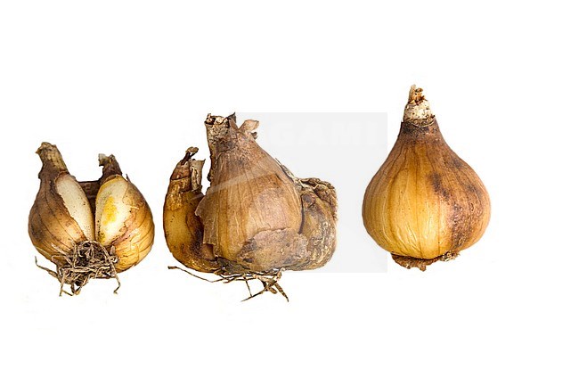 Common Snowdrop bulbs stock-image by Agami/Wil Leurs,
