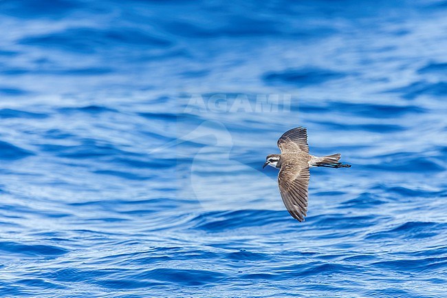 Latham's Storm Petrel (Pelagodroma (marina) maoriana) flying over the pacific ocean off North Island, New Zealand. stock-image by Agami/Marc Guyt,