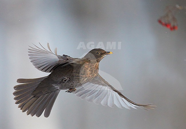 Blackbird (Turdus merula)Helsinki Finland December 2012 stock-image by Agami/Markus Varesvuo,