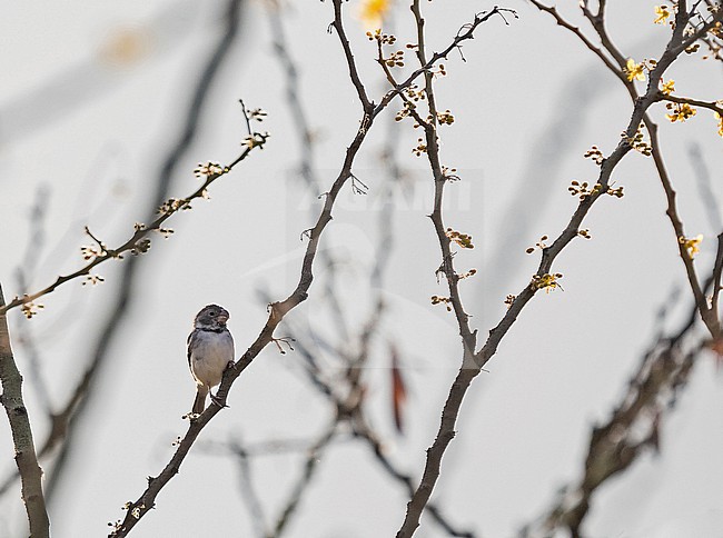 Parrot-billed Seedeater (Sporophila peruviana) in northern Peru. stock-image by Agami/Pete Morris,