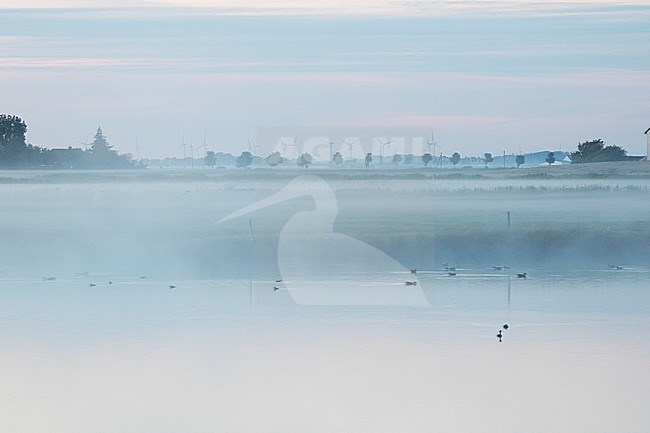 Morning in the Polder, Germany stock-image by Agami/Ralph Martin,